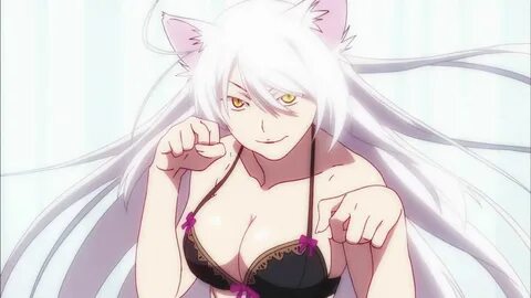 Cat hanekawa