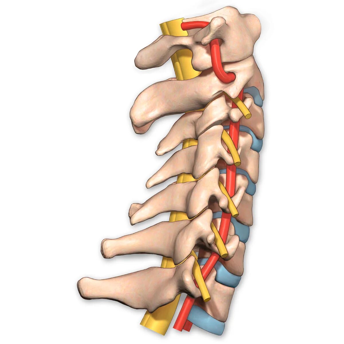 Сосуды шейного отдела позвоночника. Вертебральные артерии. Позвоночная артерия. Вертебральные сосуды.