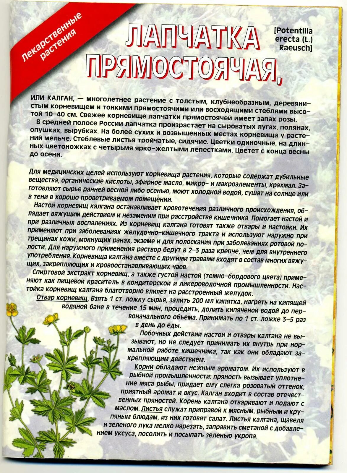 Лапчатка как пить. Лапчатка корень отвар. лапчатка корневища инструкция. лапчатка белая инструкция. корневища лапчатки показания.