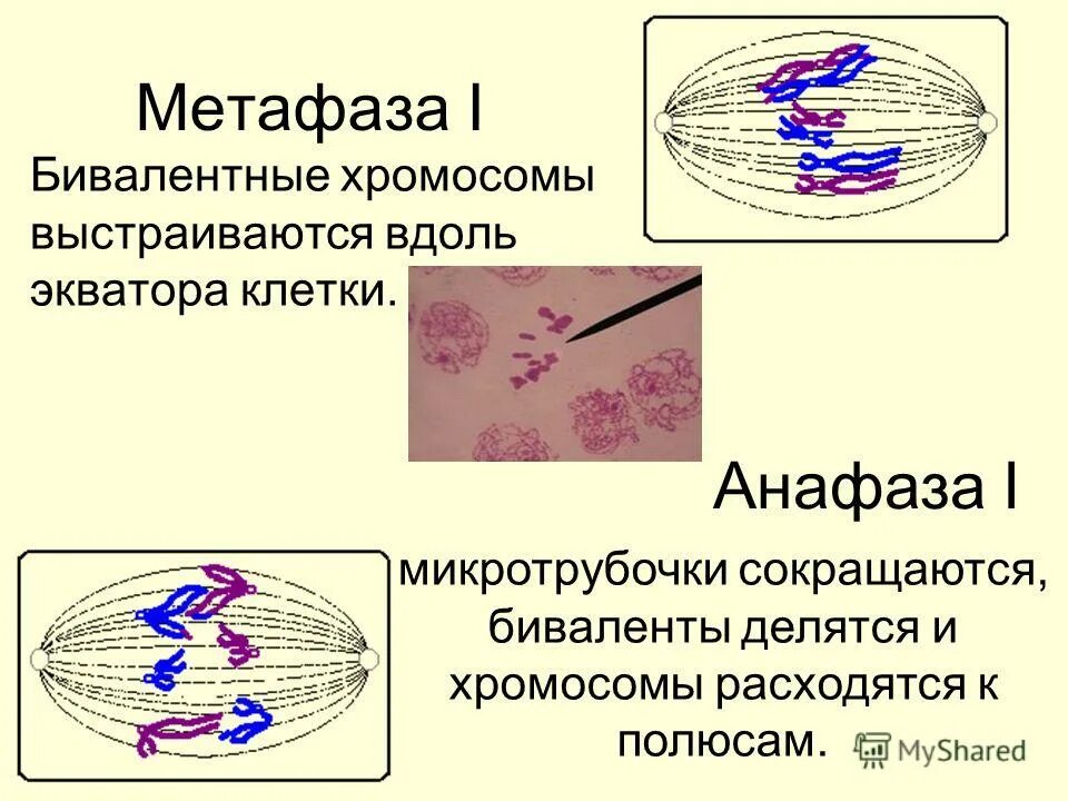 метафаза хромосомы выстраиваются по экватору клетки