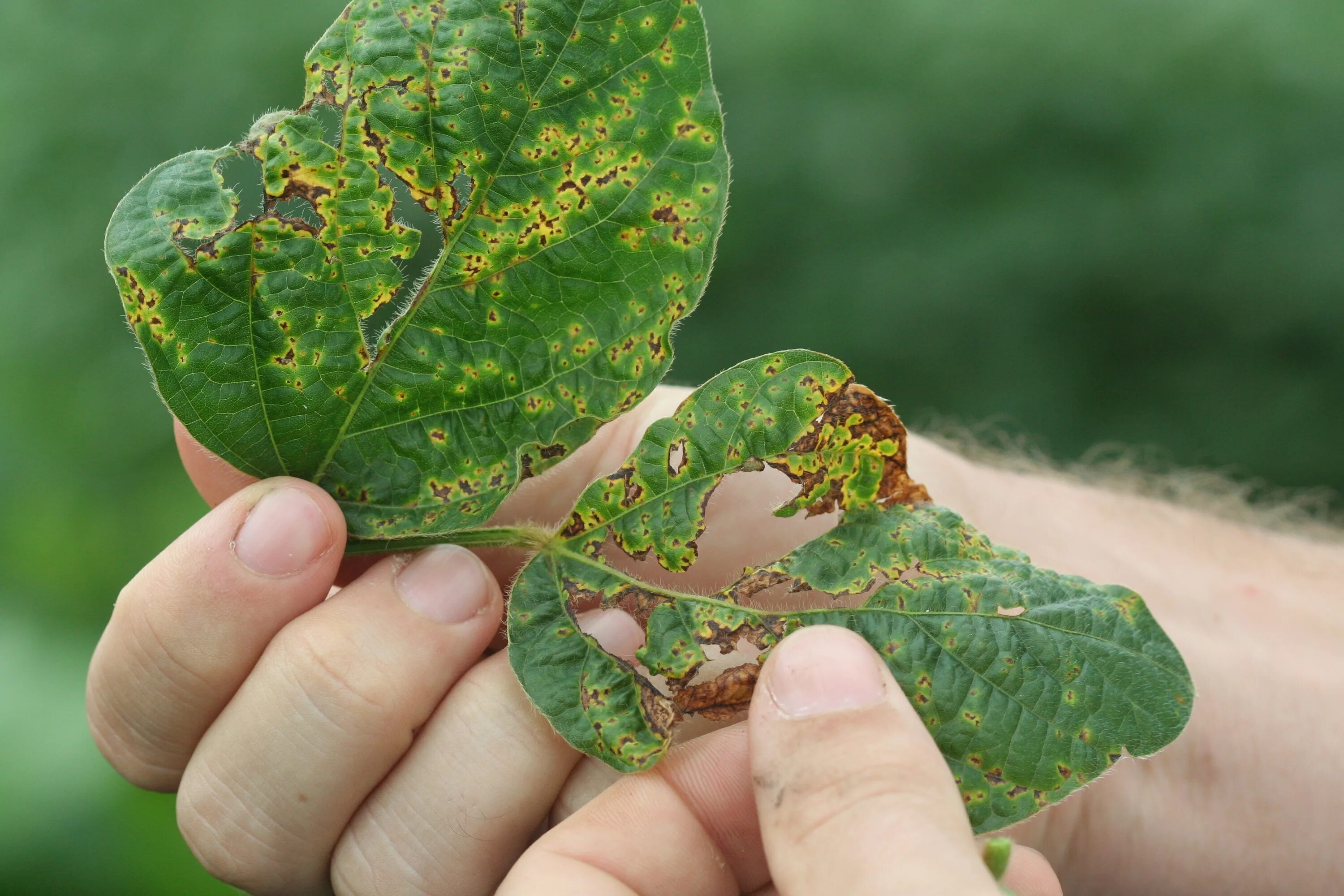 Plant disease. Ржавчина фитопатология. Заболевания растений. Инфекционные заболевания растений. Фитопатология растений.