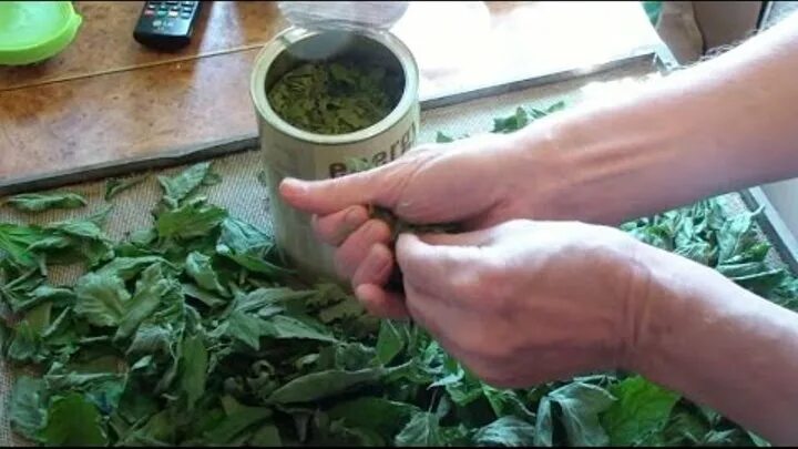 Отвар из сныти. Сныть сухая. Сныть чай. Как ферментировать сныть. Сныть.