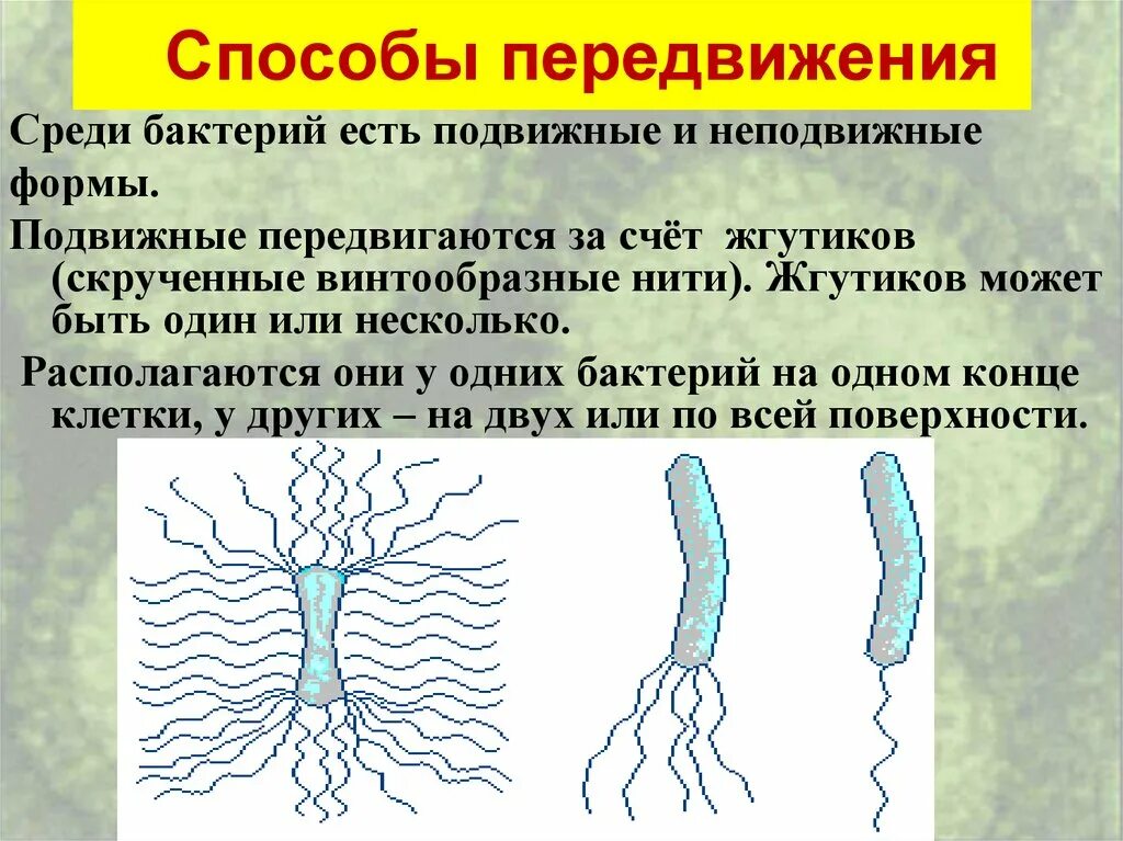 Способы передвижения бактерий. Способы передвижения бактерий 5 класс. Подвижные формы бактерий. Способы перемещения бактерий. Передвижение бактерий