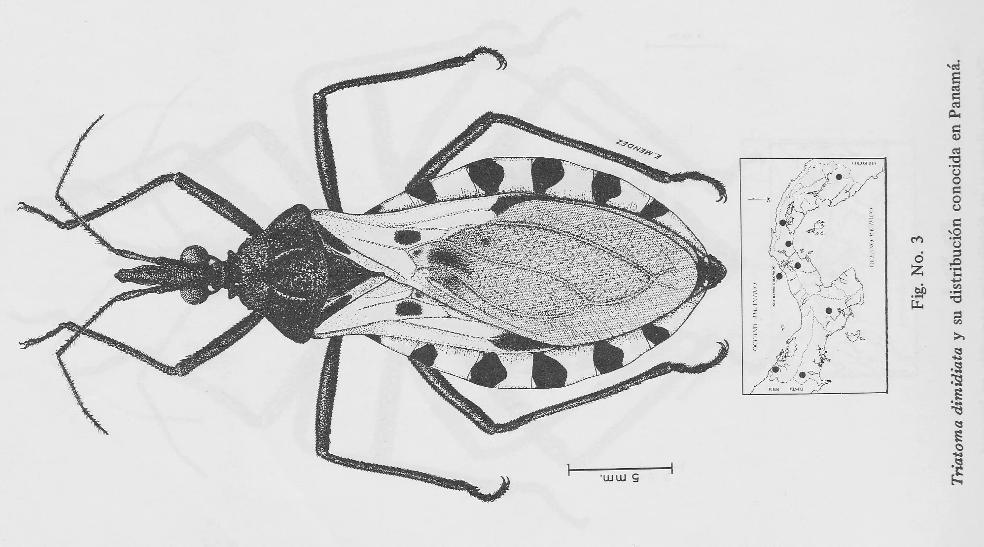 Внешнее строение клопа. Triatoma infestans строение. триатомовый клоп строение. строение триатомового клопа. поцелуйный клоп рисунок.
