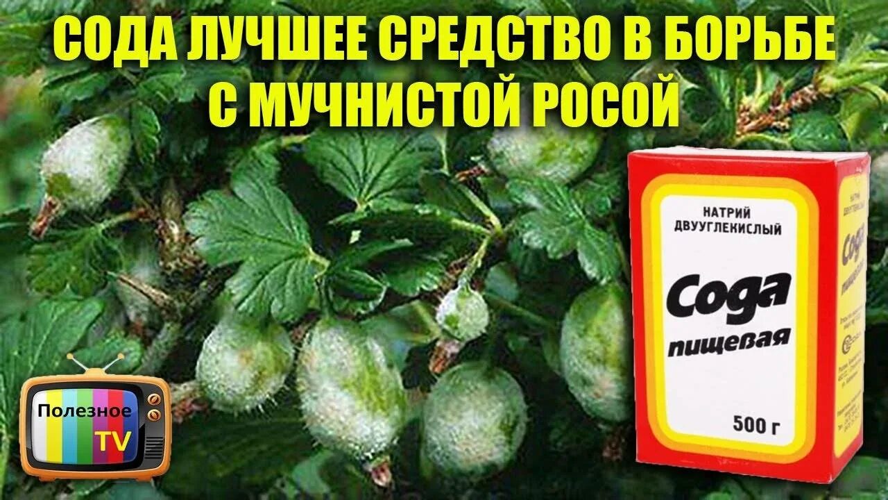 Кальцинированная сода от мучнистой росы. Сода кальцинированная золушка. Сода с йодом. Кальцинированная сода и сода. Пищевая каустическая и кальцинированная сода.