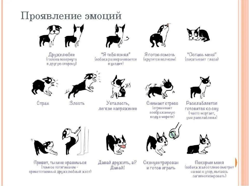 Команды для собак список с жестами. Язык тела кошек. Как ронимать собаческий язык. Как понять жесты собаки.