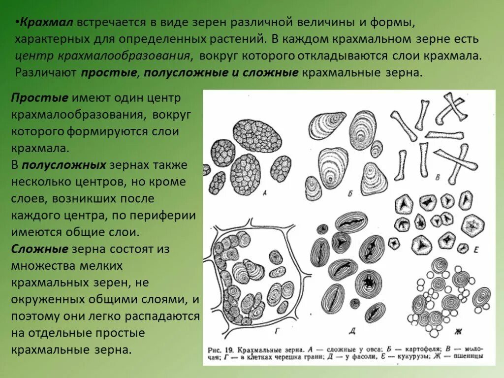 Крахмальное тельце функции. Крахмальное зерно в растительной клетке строение и функции. строение крахмальных зерен картофеля. крахмальные зерна пшеницы строение. крахмальные зерна простые полусложные и сложные.