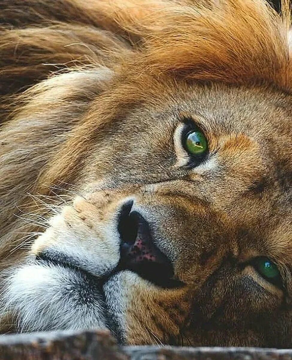Лев. Грустный Лев. Глаза Льва. Красивый Лев. Скучающий лев