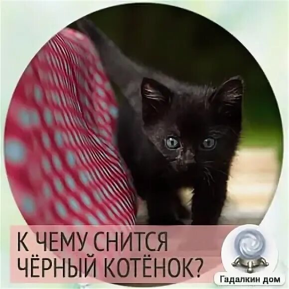 К чему снится черный котенок. Сонник черный котенок. Сонник котенок маленький черный. К чему снится маленький черный котенок.