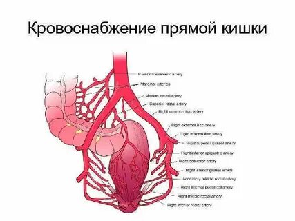 Верхняя прямокишечная артерия