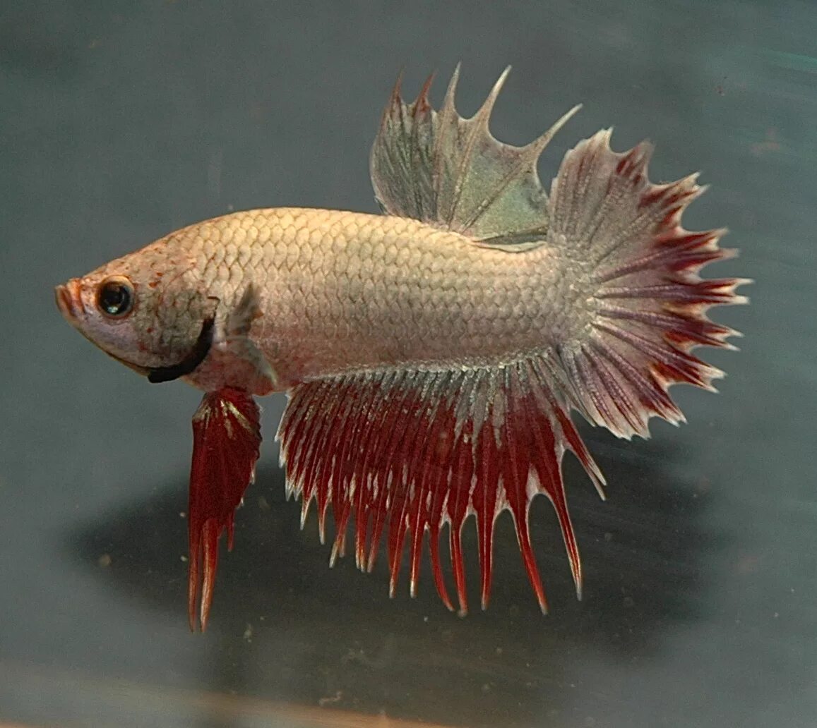 Рыба петух дракон. Петушок "слоновье ухо" самка (betta splendens). Рыбка петушок коронохвостый красный. Рыба петух дракон. Петушок вуалехвост.