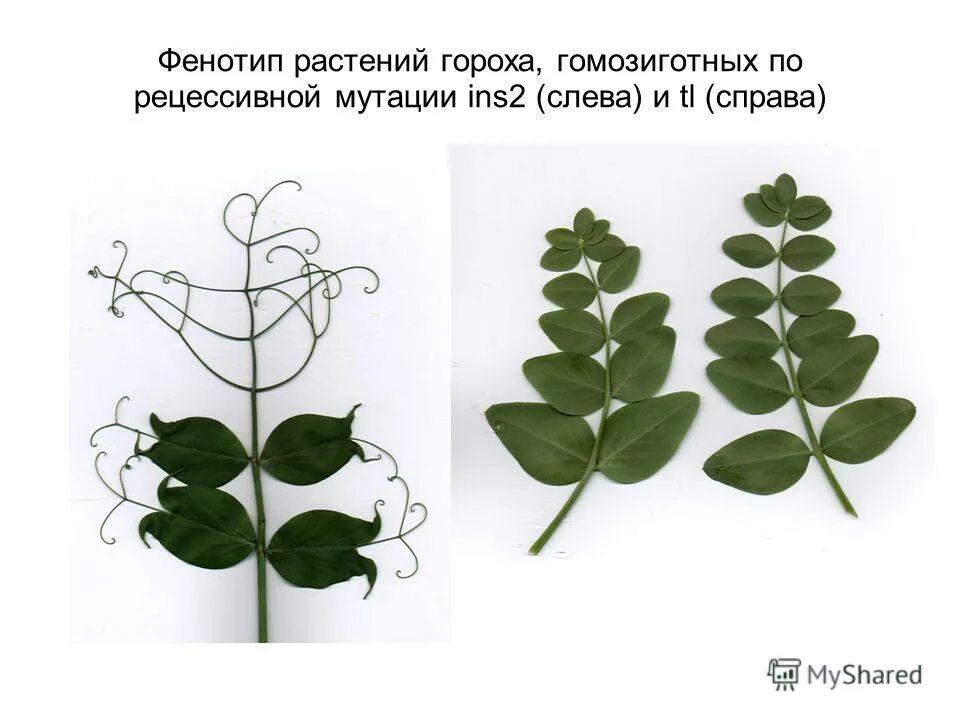 Лист гороха. Представители семейства бобовые таблица. Горох посевной вика посевная. Фасциированный стебель гороха. Горох посевной листья.