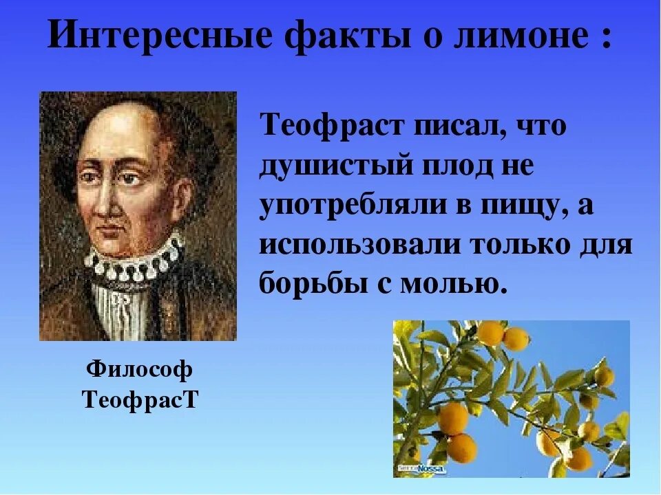 Павловский лимон описание сорта. Информация о комнатном лимоне. Информация о лимоне. Лимон для презентации. Структура лимона.