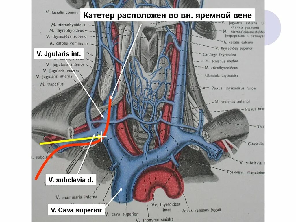 Яремная артерия где находится. Наружная яремная Вена анатомия. Внутренняя и наружная яремные вены.