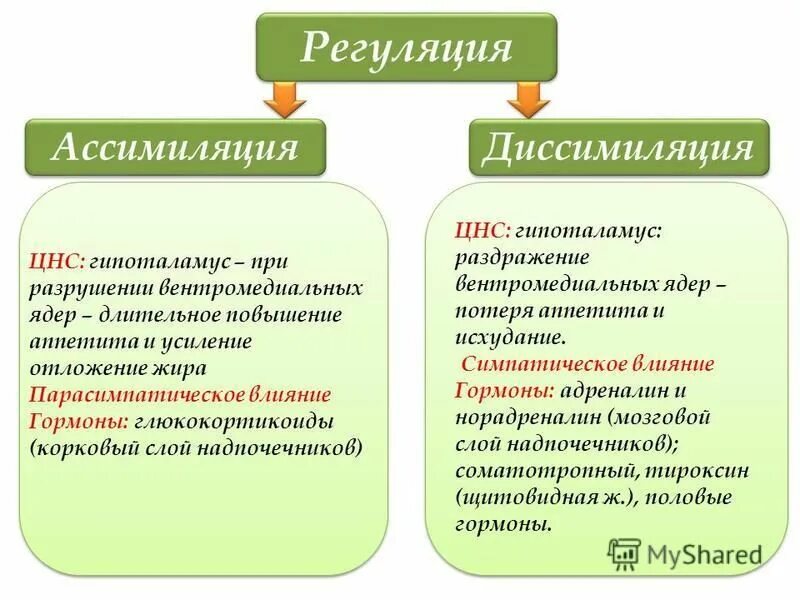 Совокупность процессов ассимиляции и диссимиляции это. Совокупность процессов ассимиляции и диссимиляции это