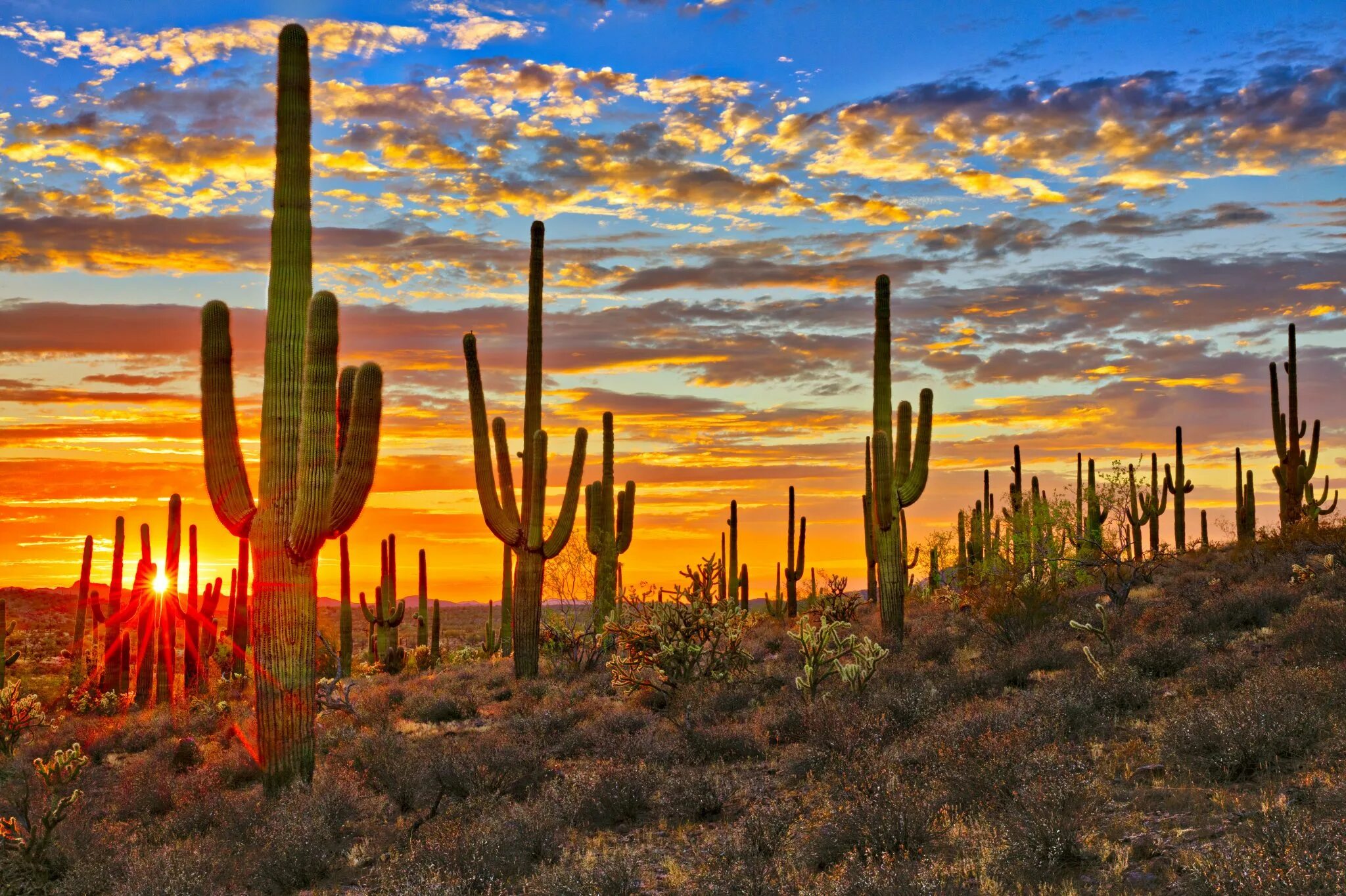 Mexican cactus. Национальный парк Сагуаро штат Аризона. Мексика кактусы Сагуаро. Аризона кактусы. Кактус Сагуаро в пустыне Сонора.