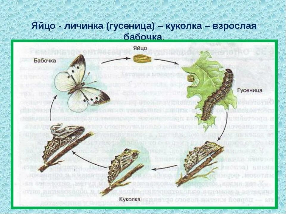 Какой тип развития характерен для бабочек. Жизненный цикл бабочки капустницы. Цикл развития бабочки капустной белянки. Цикл развития бабочки капустницы. Тип развития бабочки капустницы.
