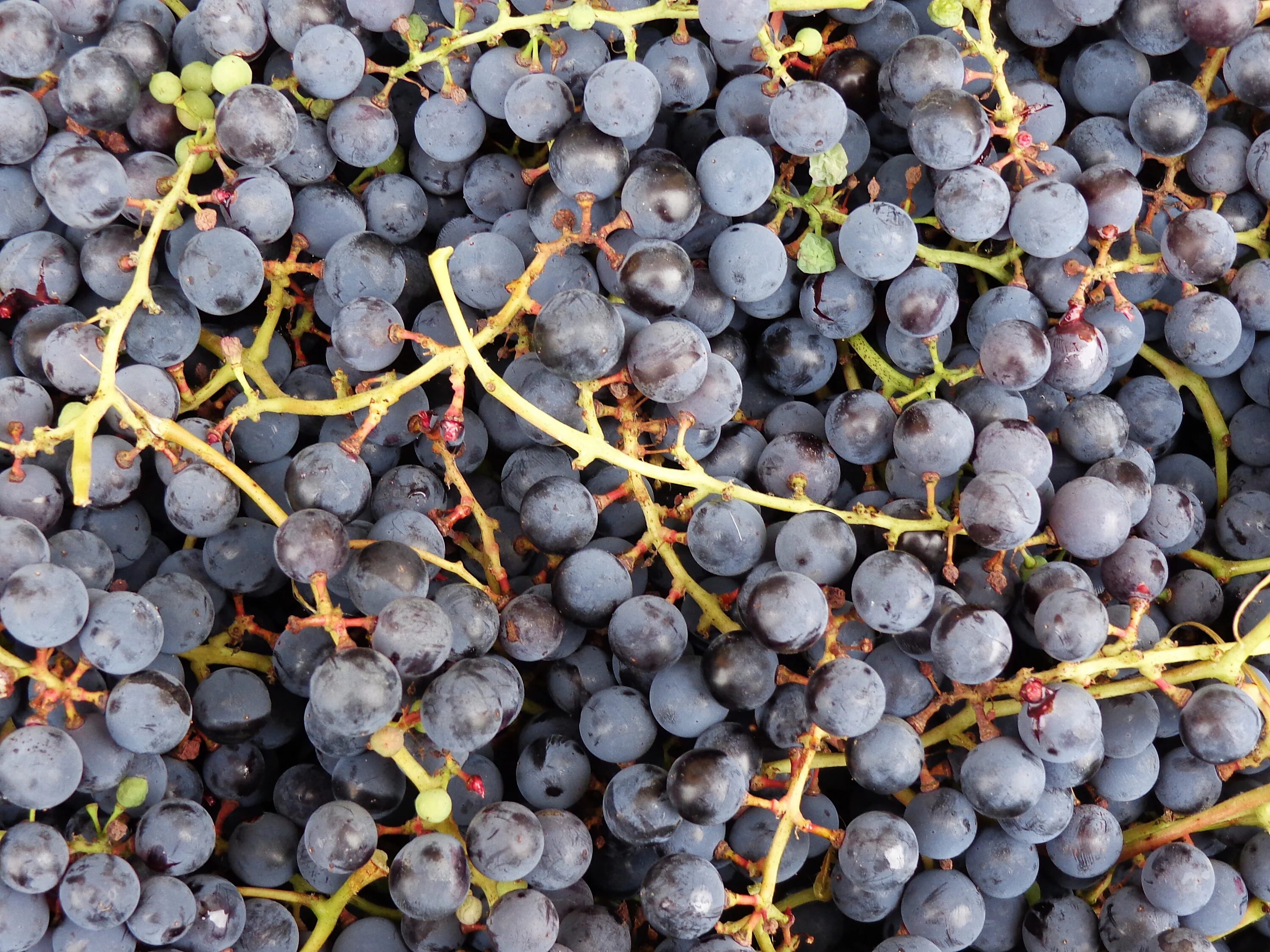 Виноград (ягода). Виноград растение. Здоровый виноград. Виноград, гроздь, grapes, bunch.