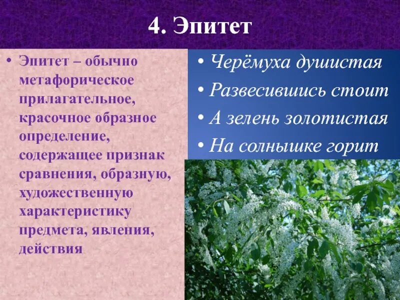 Сравнение в стихотворении черемуха. Эпитеты в стихотворении черемуха. Черемуха эпитеты. Черемуха Есенин эпитеты. Эпитеты в стихотворении черемуха Есенина.