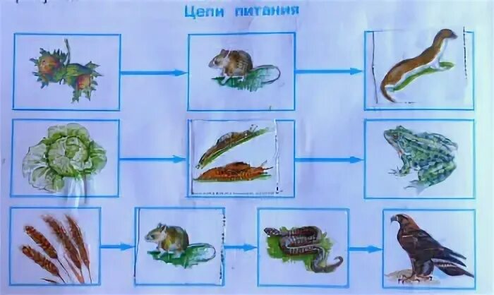 Модели цепи питания 3 класс окружающий мир