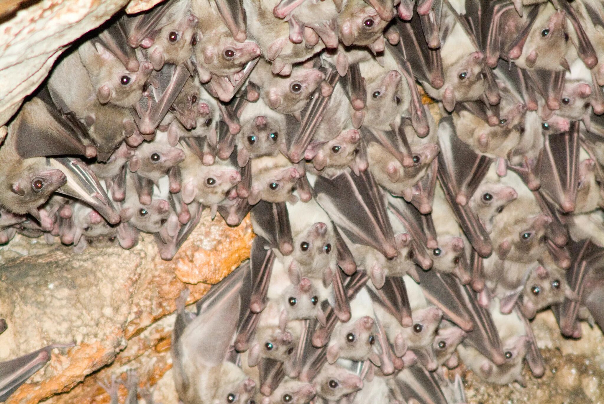 There are various myths surrounding bats those