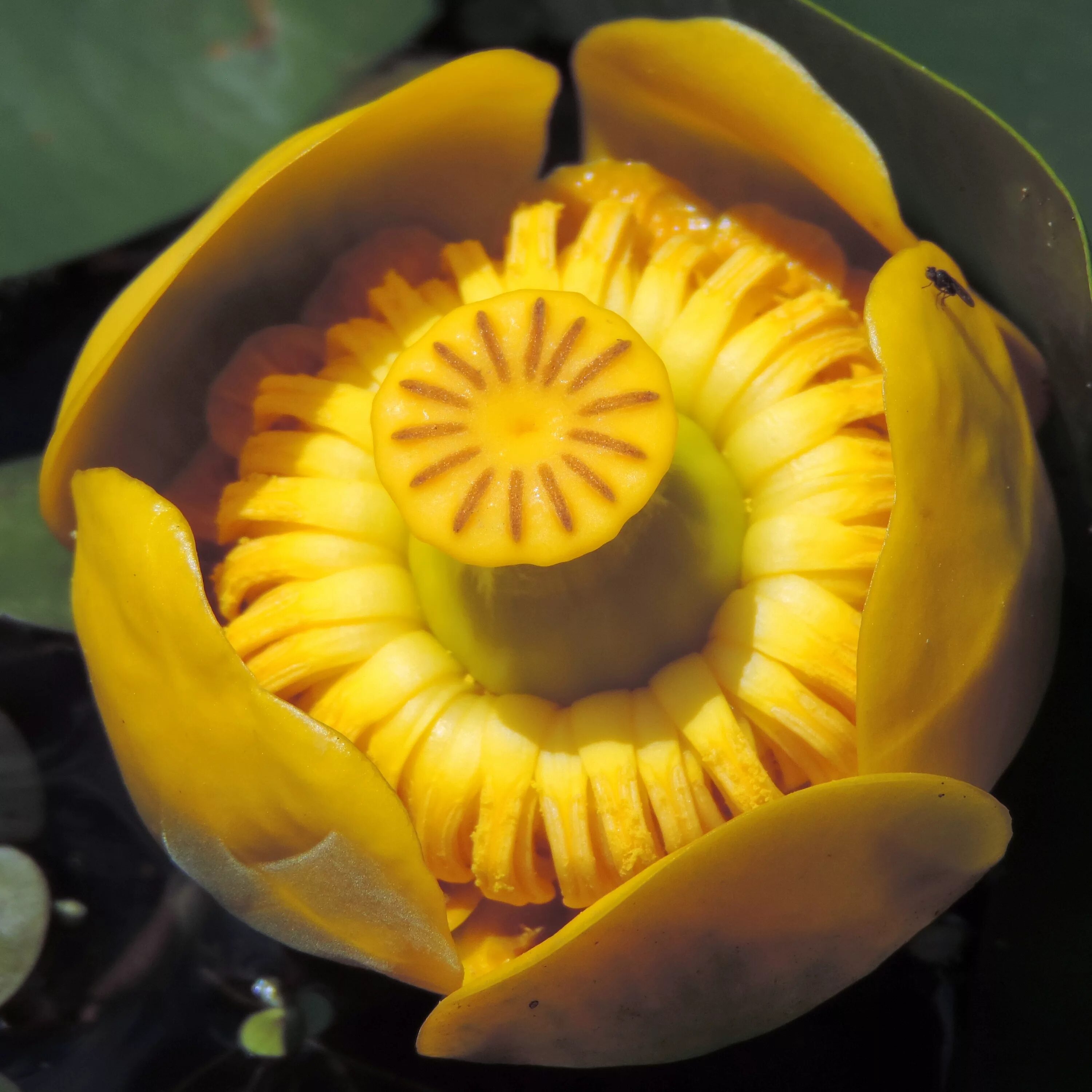 Как выглядит кубышка. Кубышка желтая водяная лилия. Кувшинка желтая кубышка. Цветок кубышка малая. Кубышка (nuphar).