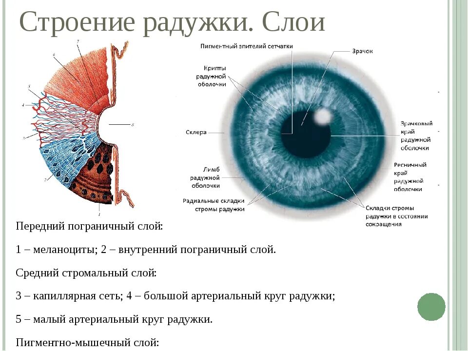 Функция радужки глаза. Радужная оболочка глаза строение и функции. радужка глаза строение и функции. радужная оболочка глаза строение. радужка зрачок строение функции.