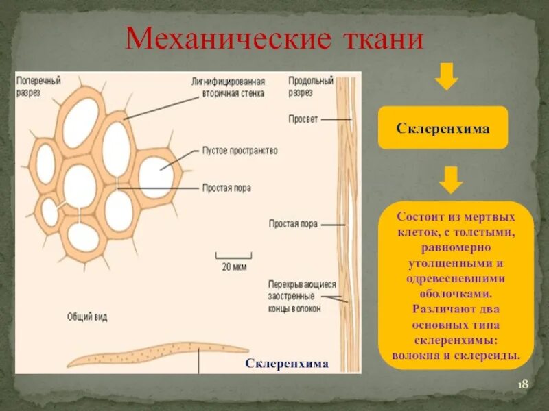 Мертвой тканью является. Механическая ткань склеренхима. Механическая ткань растений склеренхима. Склеренхима волокна и склереиды. Механическая ткань.