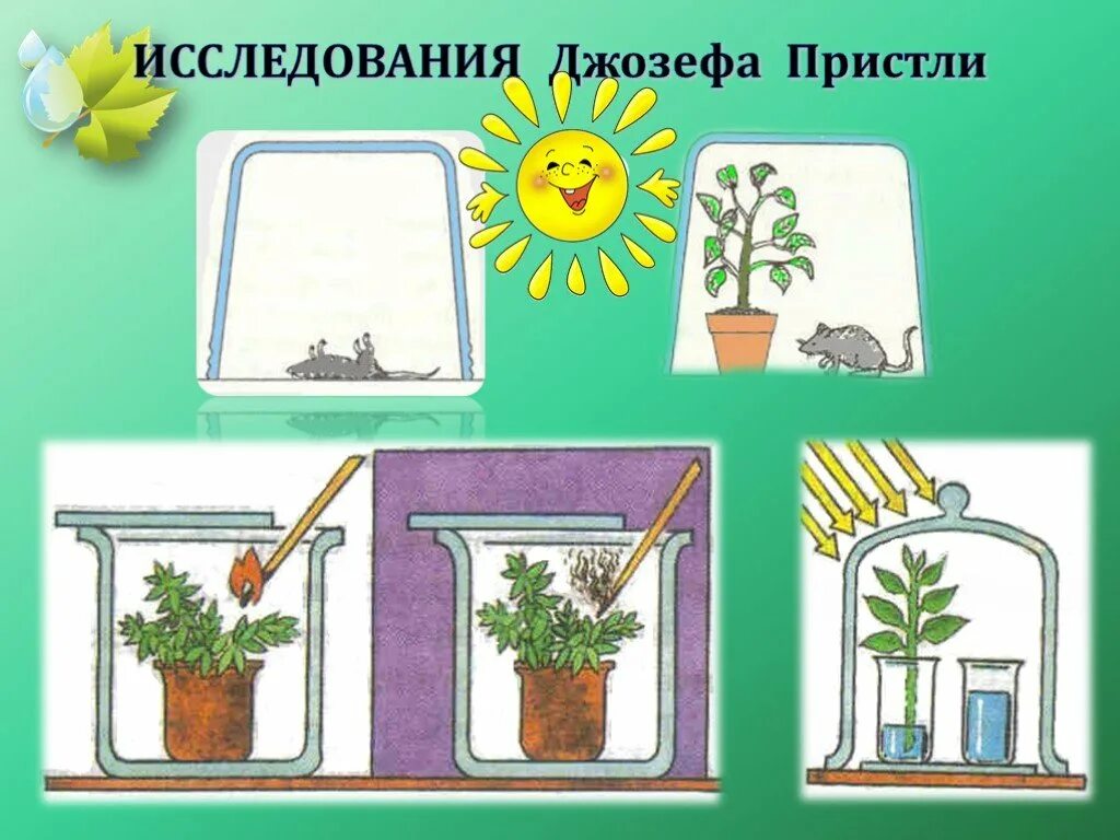 Дыхание растений. Опыт джозефа пристли фотосинтез. Опыт образование крахмала в листьях. Опыт джозефа пристли фотосинтез. Опыты пристли по фотосинтезу.