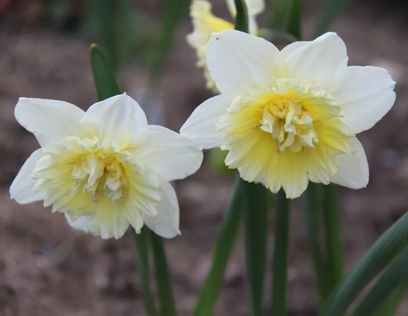 Нарцисс айс. Нарцисс айс Кинг. Narcissus айс Кинг. Ice King Нарцисс. Нарцисс сорт айс Кинг.