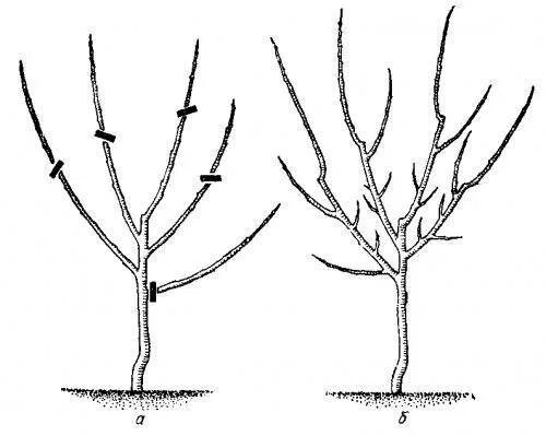 Как правильно обрезать грецкий. Формирование кроны грецкого ореха схема. Формировка кроны грецкого ореха. Обрезка грецкого ореха весной. Схема обрезки грецкого ореха весной.