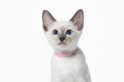 Глаза кота на белом фоне