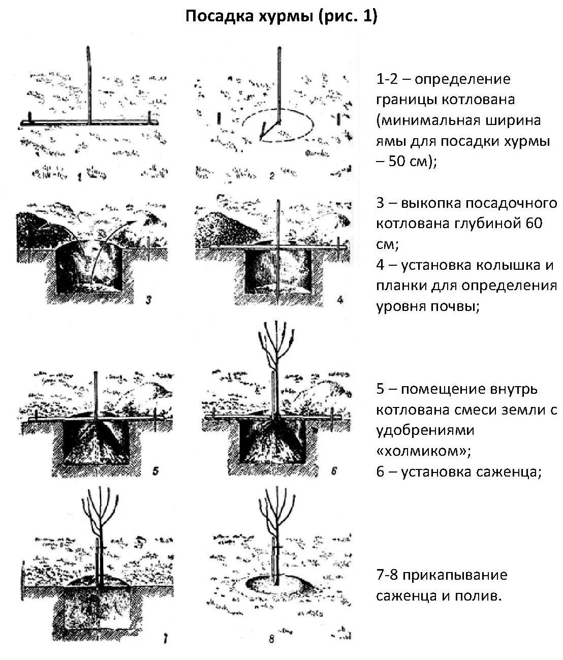 Как правильно посадить сливу весной. Схема посадки саженцев плодовых деревьев. Схема посадка саженца плодовых деревьев. Схема посадки саженцев яблони. Схема посадочной ямы для яблони.