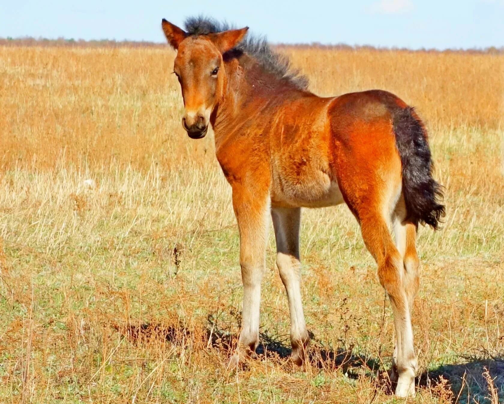Годовалый жеребенок с короткой гривой. Жеребенок арабского скакуна. Подросшие жеребята. Лошадь с жеребенком. Годовалый жеребенок с короткой гривой.
