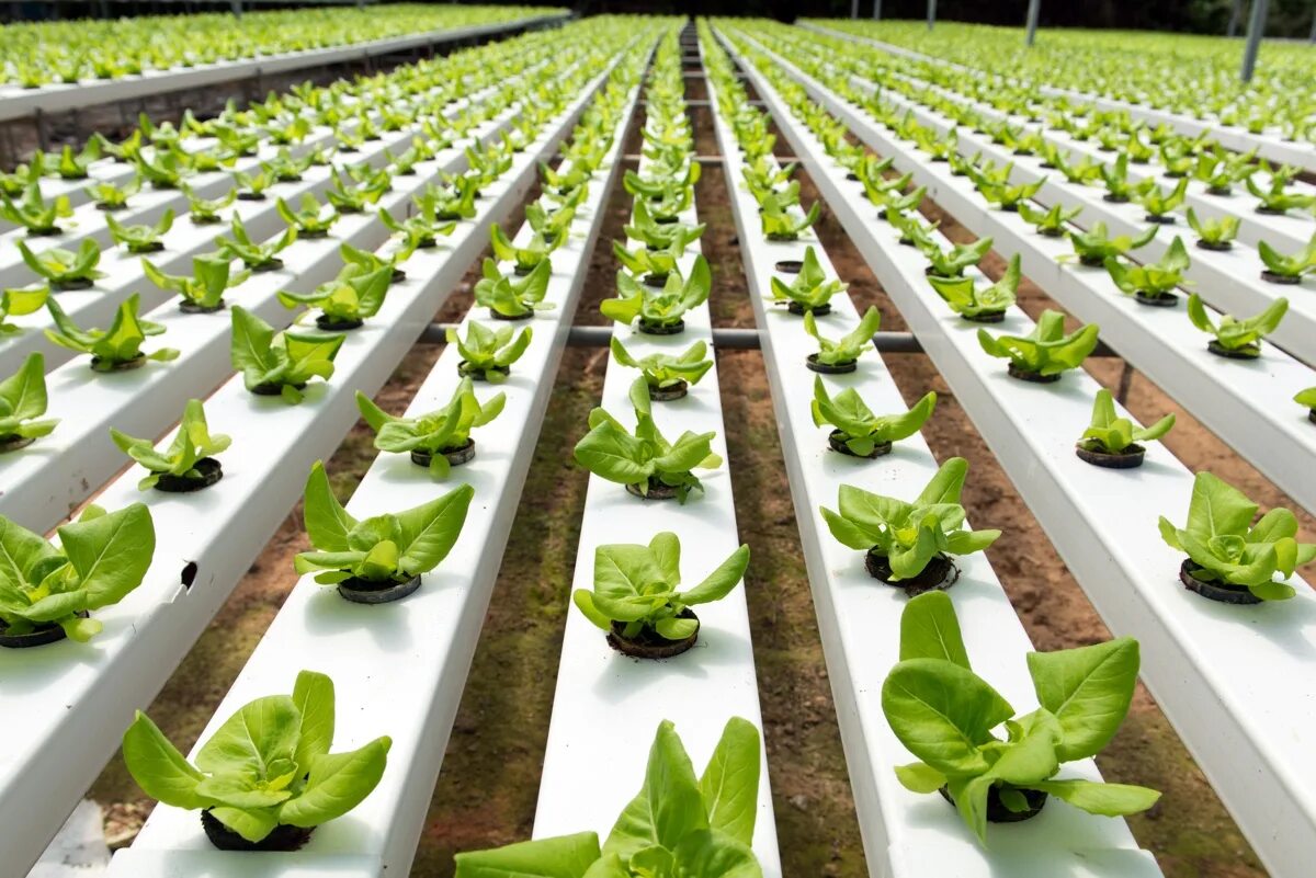 Nft projects. Nft система гидропоника в теплице. modern greenhouse гидропоника. ватер фарм гидропоника. гидропонка.