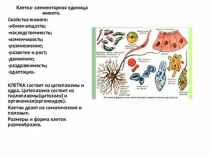 Элементарной единицей ткани является. Клетка элементарная единица живого. Свойства живой клетки. Клетка как элементарная единица живого. Адаптация клеток.