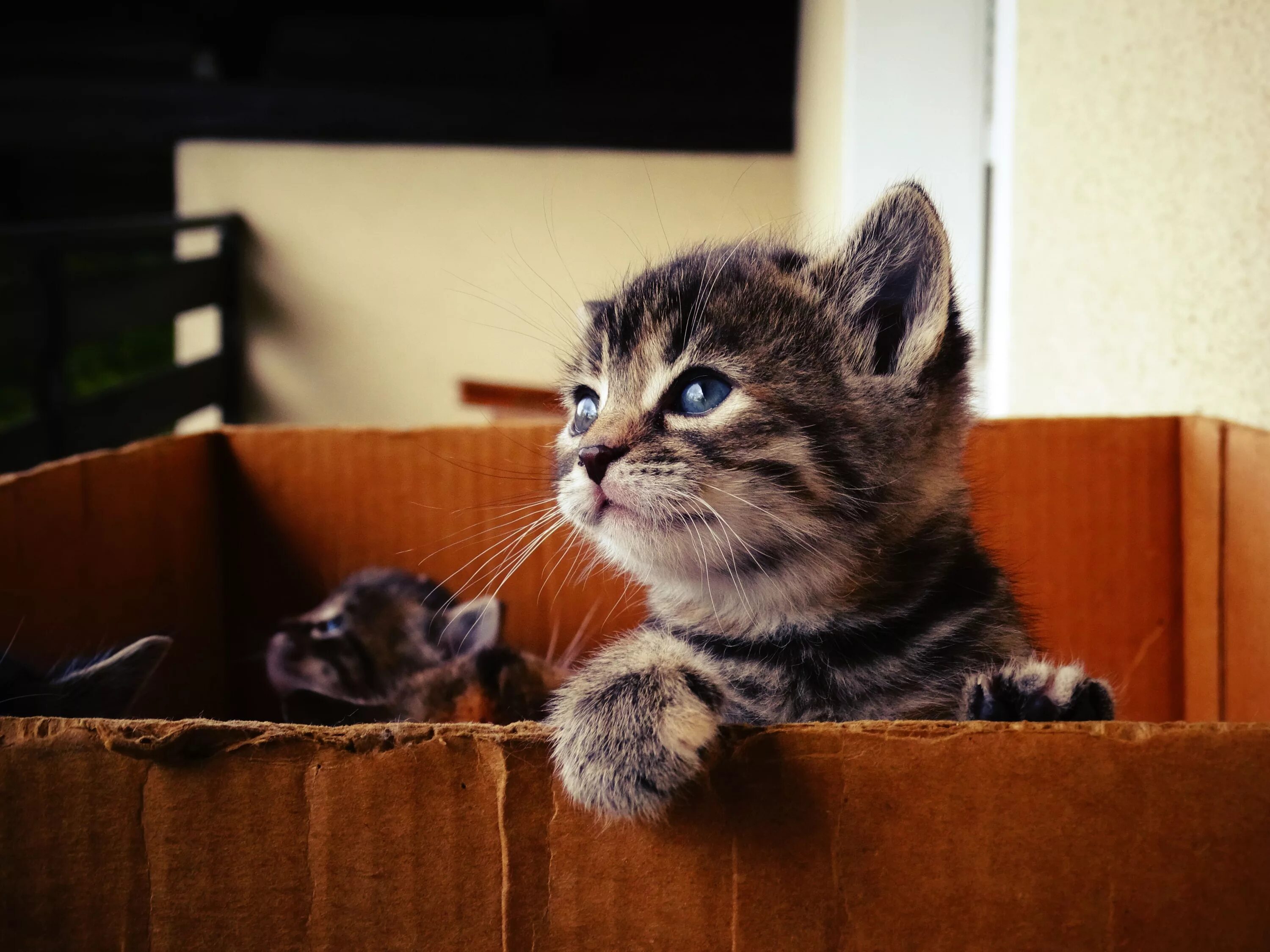 Зачем дома кот. Домашние котята. дом для котят. домашние животные котики. милые котики.