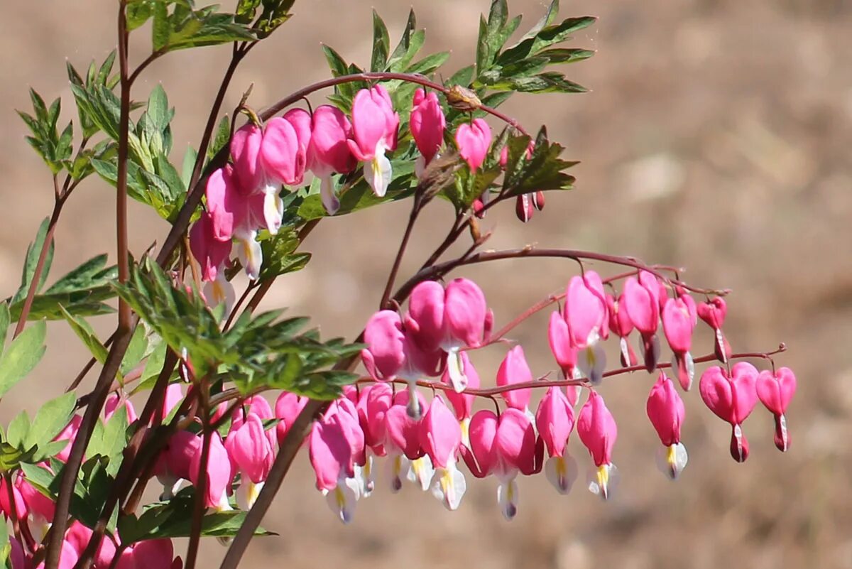 Цветок дицентра великолепная. Дицентра canadensis. Дицентра великолепная (Dicentra spectabilis). Дицентра великолепная Lamprocapnos spectabilis.