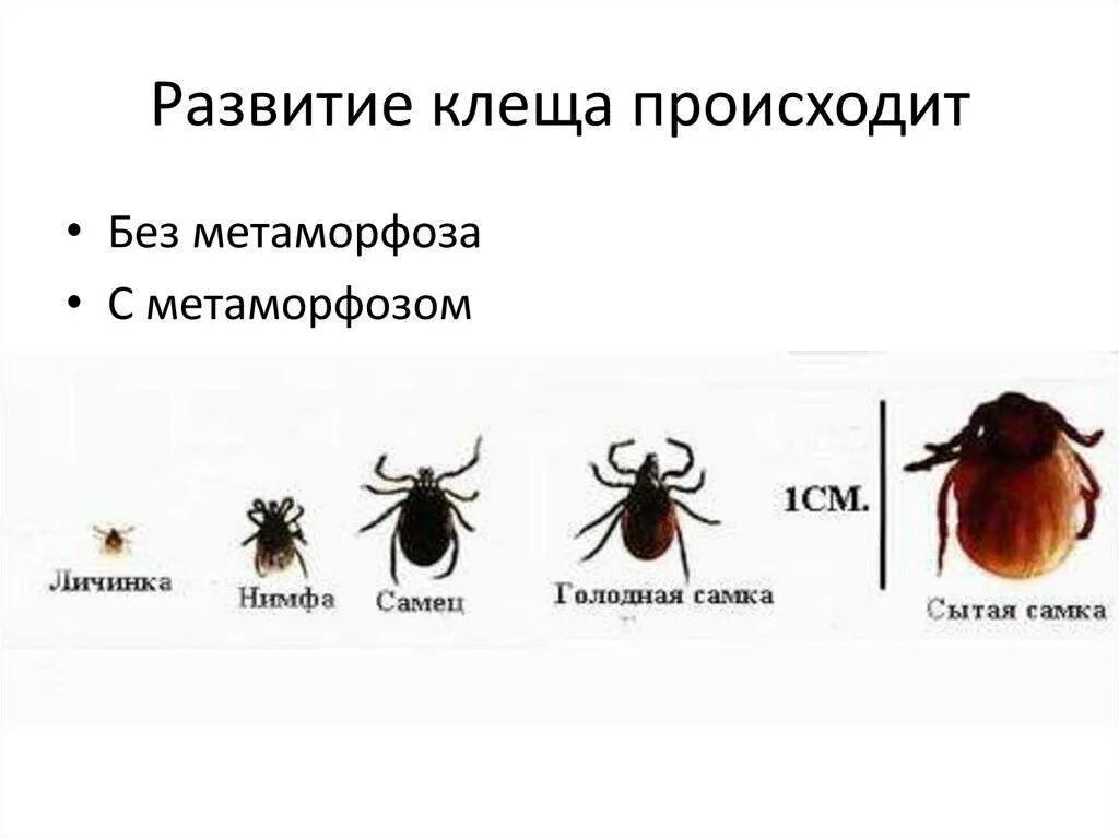 Цикл развития клеща энцефалитного. Цикл развития иксодового клеща. Стадии развития иксодового клеща. Клещи иксодовые фазы развития. Сколько живет клещ в квартире