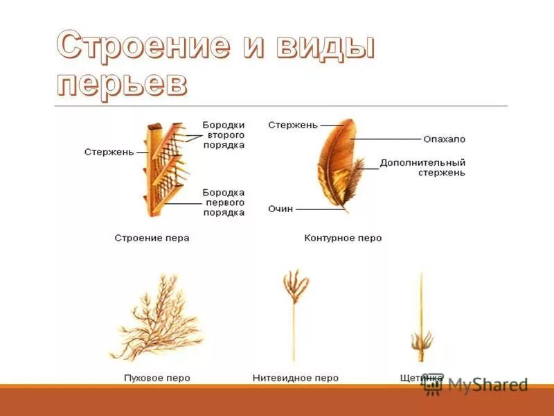 Бородки первого порядка. Строение пера. пуховое перо расположение. строение пера бородки. строение пера птицы.