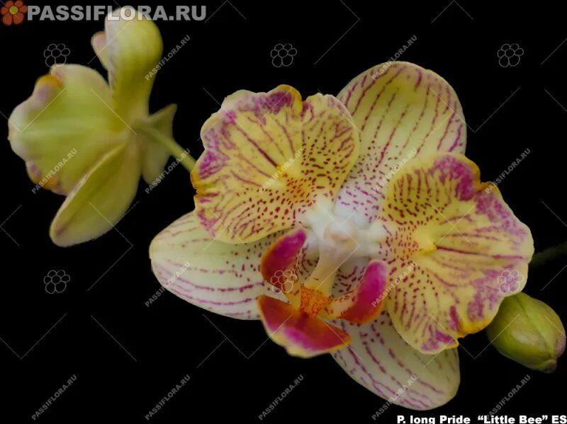Gem stripe. Фаленопсис лонг прайд. little gem stripes орхидея пелорик. фаленопсис ching ann diamond peloric. фаленопсис little gem stripes.