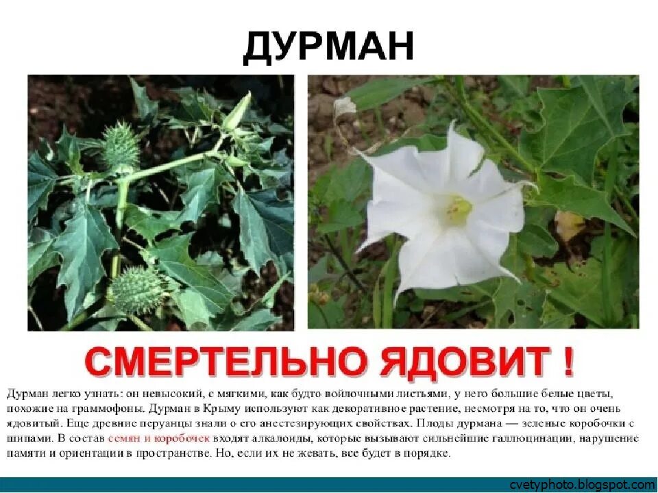 Дурман читать. Дурман обыкновенный цветок. датура дурман белый. цветок датура дурман. дурман обыкновенный ядовитое растение.