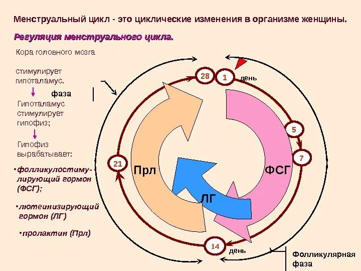 Цикл женской менструационного цикла. Фазы менструального цикла схема. Женский менструальный цикл физиология. Менструальный цикл физиология регуляция.