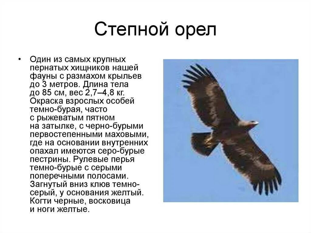 Рассказ о Степном Орле 4 класс. Степной Орел красная книга краткое. Сообщение о Степном Орле 4 класс окружающий мир. Степной орёл доклад 4 класс. Почему орел назвали орлом