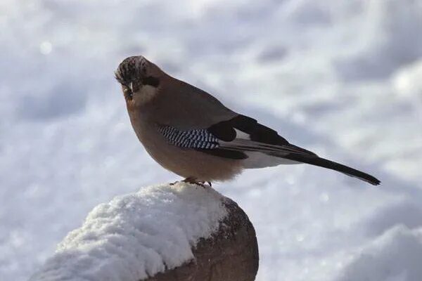 Птицы урала зимой. Птицы зимующие в башкирии. Птицы зимующие в башкирии. Дрозд рябинник ареал. Птицы уфа рябинник.