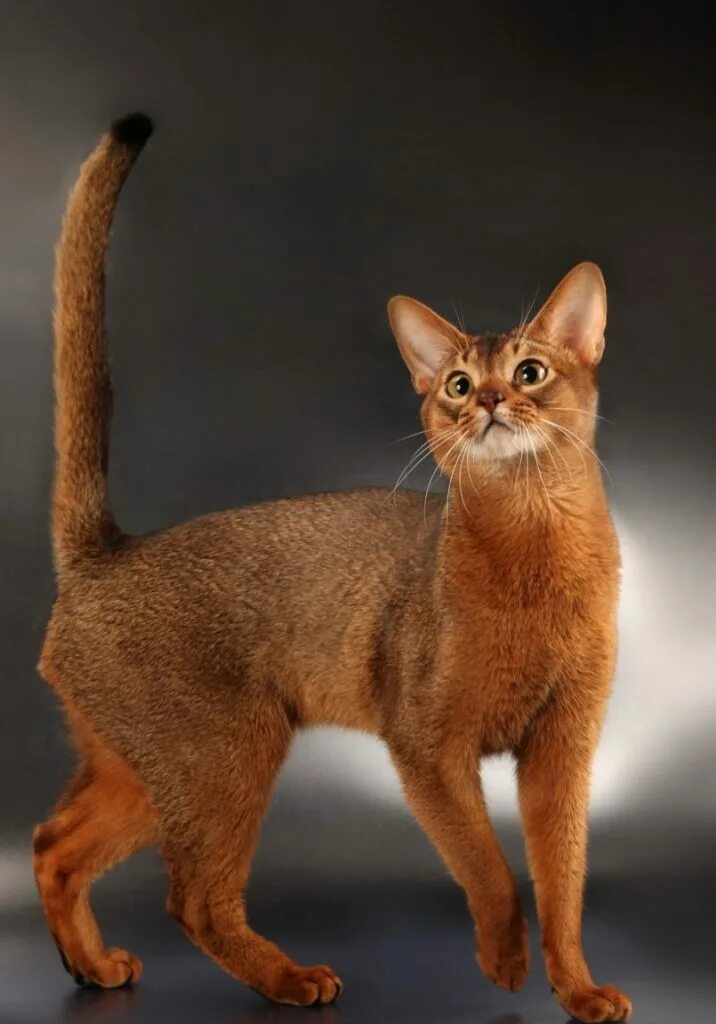 Недорогие кошки. Порода абиссинец. Абиссинская кошка. Абиссинская кошка абиссинка. Абессинскаяпорода кошек.