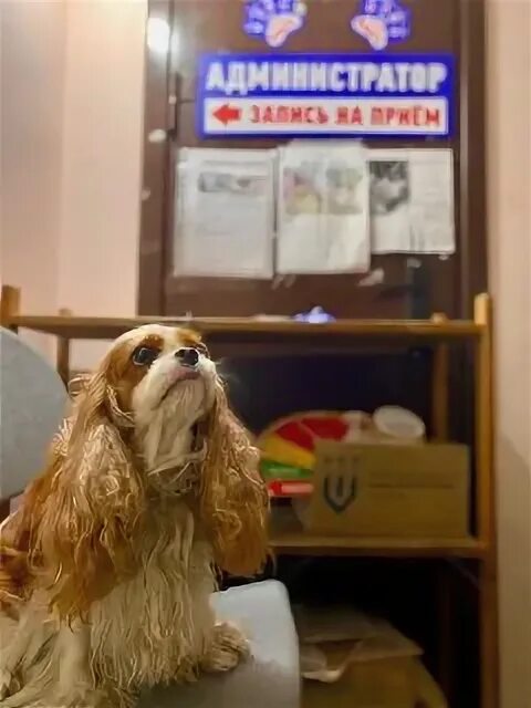 альтернатива балашиха