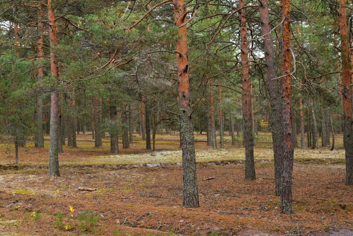 бор чистое борское. поселок чистые боры. 76-2013 урочище сосновый бор. сосновый бор кострома. г бор задолье.