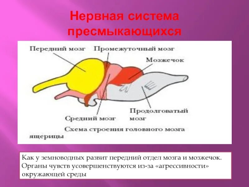 Особенности мозга пресмыкающихся. Нервная система пресмыкающихся отделы мозга. Нервная система рептилий схема. Нервная система пресмыкающихся 7. Функции отделов головного мозга пресмыкающихся.