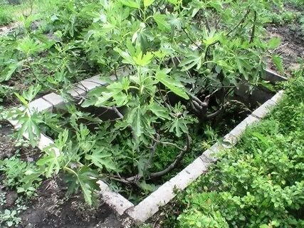 Инжир в подмосковье выращивание в открытом